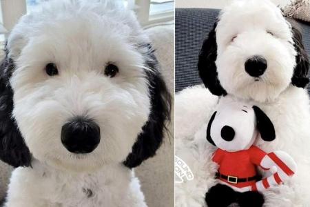 Snoopy, is that you? Canine wins Internet with uncanny resemblance to cartoon dog