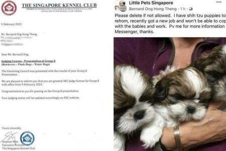 Dog show judge's credentials ‘stolen’ in alleged puppy sale scam