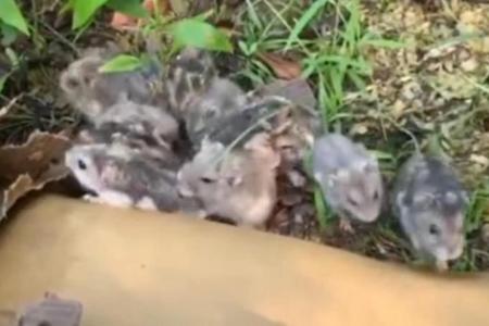 20 hamsters abandoned at Bedok Town Park found drenched after heavy rain