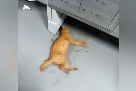 Ginger cat found dead in Boon Lay; authorities investigating
