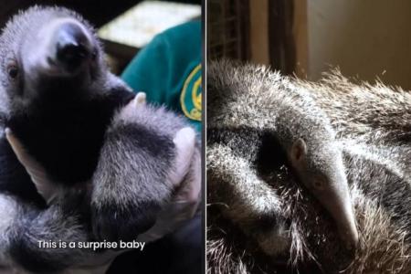 ‘Surprise baby’ anteater joins Mandai Wildlife Group’s River Wonders