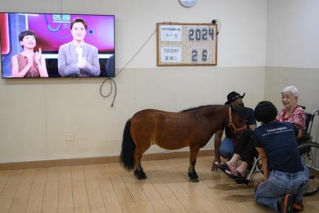 Miniature horses bring joy to nursing home residents 