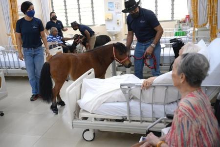 Miniature horses bring joy to nursing home residents 