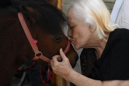 Miniature horses bring joy to nursing home residents 