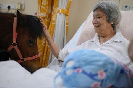 Miniature horses bring joy to nursing home residents 