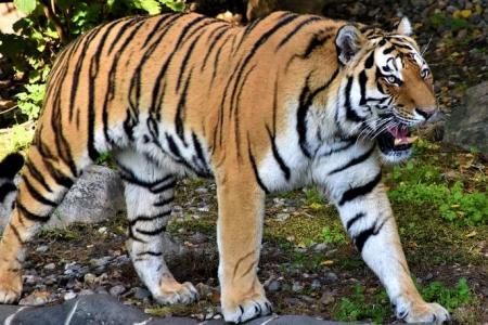 Tiger sighted in Perak village – humour, not fear, ensues 