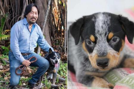 ‘I just wanted to see him again’: Vet Jean-Paul Ly on why he cloned his beloved dog