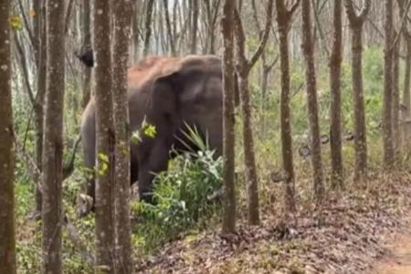 Chinese netizens hail ‘secret agent’ elephant for sniffing out 2.8kg of opium 