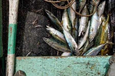 Fish supply in Malaysia will be back to normal this month, says minister