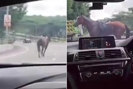 Runaway horse goes for a gallop on the BKE 