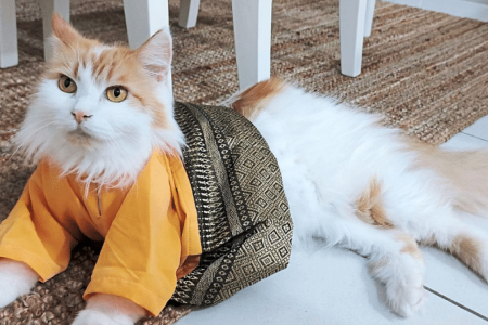 Purr-fect baju melayu for cats during Hari Raya