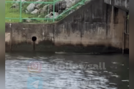 Croc sighted near Yishun Dam – stay calm and back away if you see one