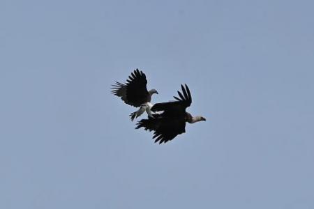 Rare cinereous vulture sighted in Singapore for the first time; under vet care at Jurong Bird Park