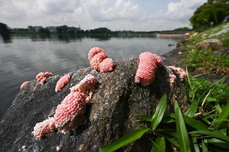 Snail eggs removed from Lower Seletar Reservoir