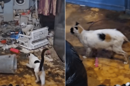 AVS probing alleged animal neglect after 20 cats rescued from Bukit Merah flat