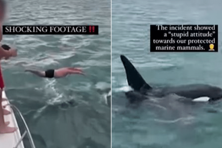 New Zealand man fined for ‘stupid’ attempt to ‘body slam’ orca