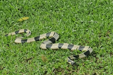 Rare, venomous snake found in Pasir Ris Park near adventure playground 
