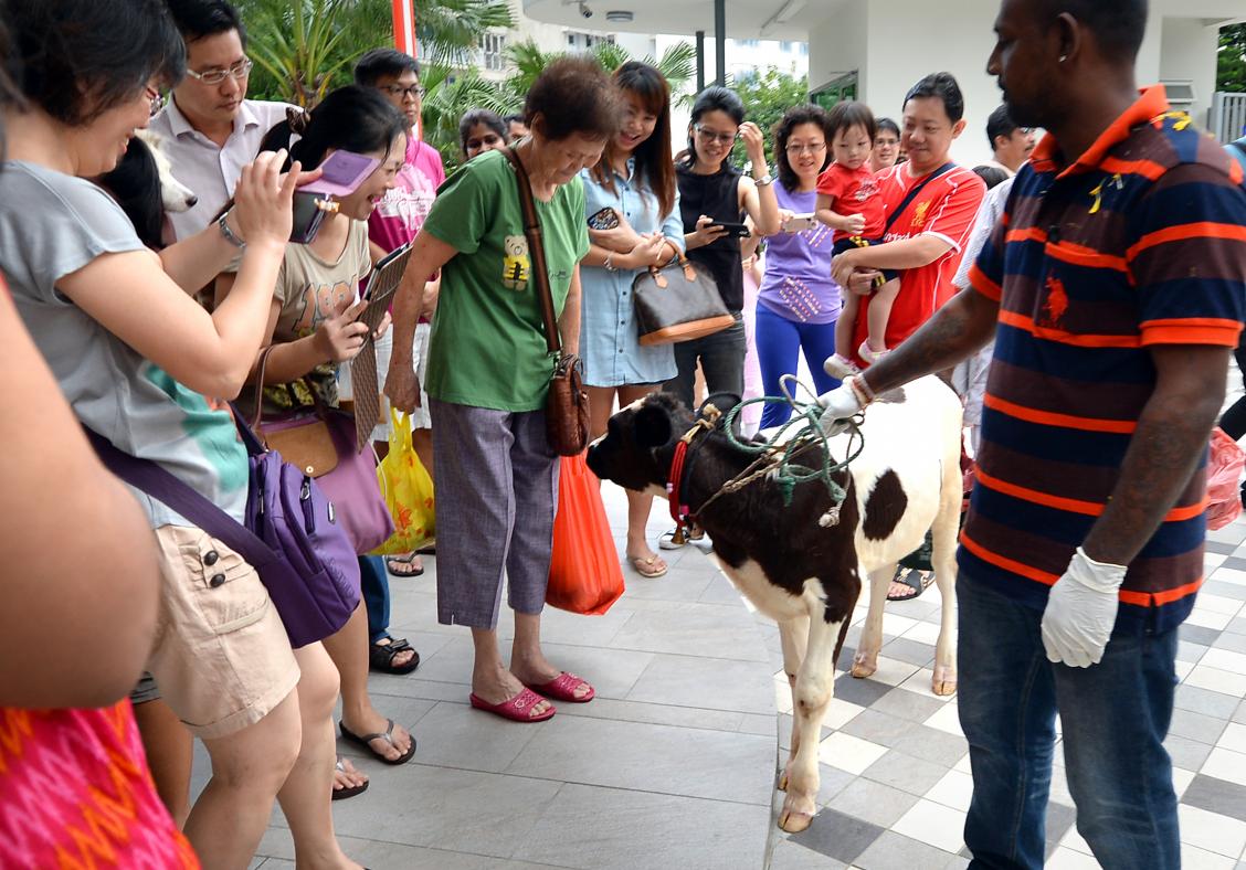 Cow and calf walk through 14th-storey flat at Singapore condo