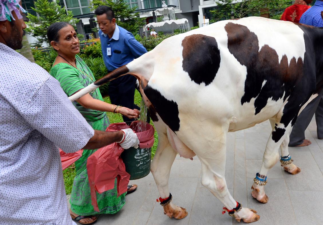 Cow and calf walk through 14th-storey flat at Singapore condo