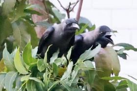 During the fledgling season between May and June, adult crows are very protective and would attack humans that come close to their young.
