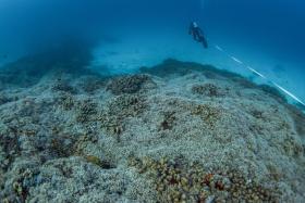 A diver from National Geographic Pristine Seas measures the world’s largest coral colony in the Solomon Islands. 