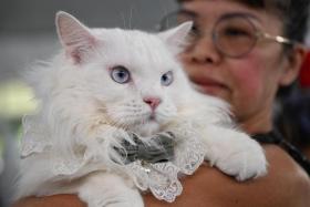 Year-old domestic cat Hello Kitty and her owner Debbie Mok at the Pets’ Day Out event in East Coast Park on May 11.