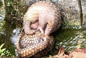 Two male Sunda pangolins were found locked in a tussle at the Central Catchment Nature Reserve on July 17.