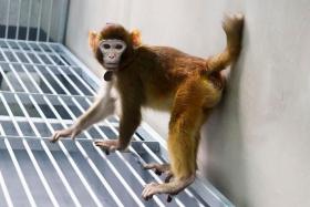 Retro, a then 17-month-old somatic cell-cloned rhesus monkey seen in a lab in Shanghai.
