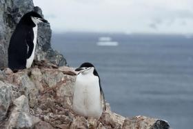 The penguins might have evolved this trait because of their need to remain constantly vigilant, according to a new study.