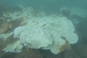 Corals in Pulau Hantu showed signs of bleaching on Oct 9.