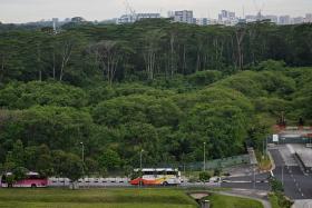 The site of the Kranji woodland that was cleared by mistake in 2020 and 2021, in a photo taken on Oct 1, 2024.