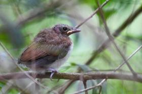 The mangrove whistler fledgling spotted in April 2024. Its appearance, such as lack of tail feathers, indicated it was very young.