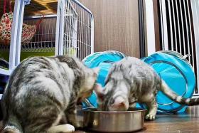 These American shorthair kittens were rescued from an unlicensed breeder and are now being cared for by a volunteer.
