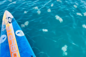 Although the venom of moon jellyfish is not fatal, it can cause severe skin irritation, says a Thai official.