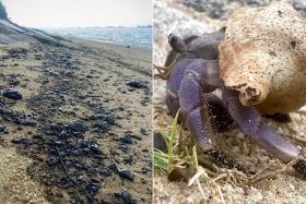 An oil slick on the shores of East Coast Park (left) and a large hermit crab with its bright purple legs covered in tar.