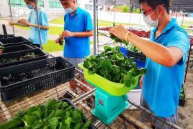 St Andrew's Autism Centre's Dignity of Work programme offers those on the autism spectrum a chance to work with corporates in areas such as urban farming.