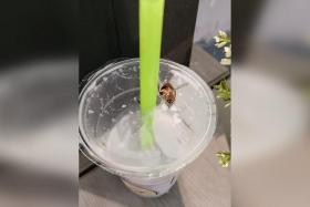 Photos in the post show an insect on the plastic wrap on the cup, with the drink seemingly almost half consumed.