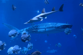 Visitors to Xiaomeisha Ocean World in Shenzhen  discovered its whale shark is a robot.