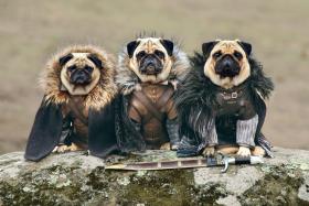 Pugs Bono, Blue and Roxy dressed up as Jon Snow, Ned Stark and Bran Stark.