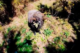 YouTube user Buddhanz1&#039;s drone got rammed by a ram in a countryside in New Zealand. 