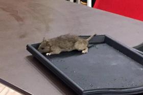 TAKING OUT THE TRASH: (Above) The rat had landed on an empty tray at Food Republic at Westgate mall.