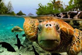 Stunning photo that shows what&#039;s above and below the water surface at the same time. 