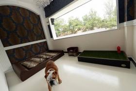 Covid-19 made pets more popular than ever – now luxury residences from New  York to Singapore are offering pet concierges, grooming services, mud rooms  and dog parks