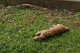 GRISLY: Ms Taffy Ng and her family saw two dead cats while on their way to a coffee shop near Mount Faber Green.