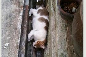 A cat was found dead with fatal injuries at Yishun St 22 on Saturday, Dec 12. 