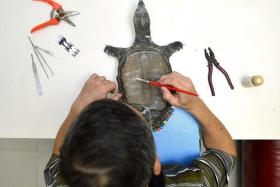 PRESERVED: Taxidermist Ken Mar putting up a pet parrot that he taxidermied previously and painting a turtle (above) to match its original flesh tones.