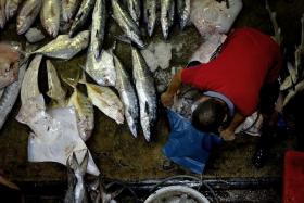 OPEN FOR BUSINESS: A worker handling an assortment of fishes, including stingrays.