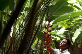 &#039;PLANT DOCTOR&#039;: Horticulturist Dr Wilson Wong with one of his favourite outdoor tropical plants, the Heliconia Longissima.