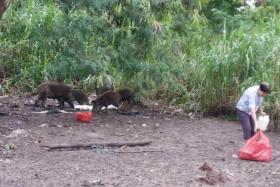 DANGEROUS: This photo of a woman in the wild boars&#039; clearing was posted on Facebook. Some praised her, but deputy chief executive of animal group Acres said that feeding wild boars creates problems in the long run.