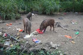 DUMPING GROUND: Litter covers the Lorong Halus area where people have been watching and feeding wild boars.